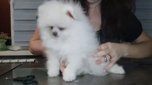 Домашний груминг шпица. Наглядно и просто об уходе за померанским шпицем