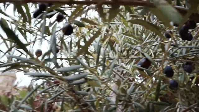 ИСПАНИЯ В НОЯБРЕ · САЛАМАНКА | AnastasiaV смотреть онлайн