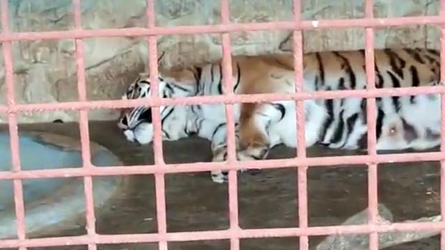 Ряжский зоопарк. Тигрёнок Алёшка смотреть онлайн