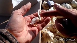 Яровой чеснок сорта "Флавор" и "Кледор"