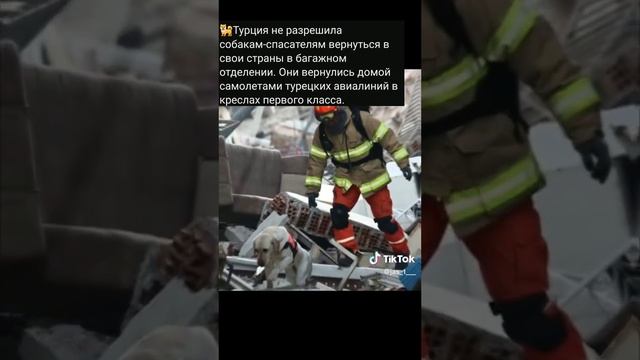 Я благодарна турецкой Авиакомпании что собаки спасатели летят бизнес классом смотреть онлайн
