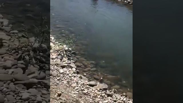 крокодил в Дагестане откуда??? смотреть онлайн
