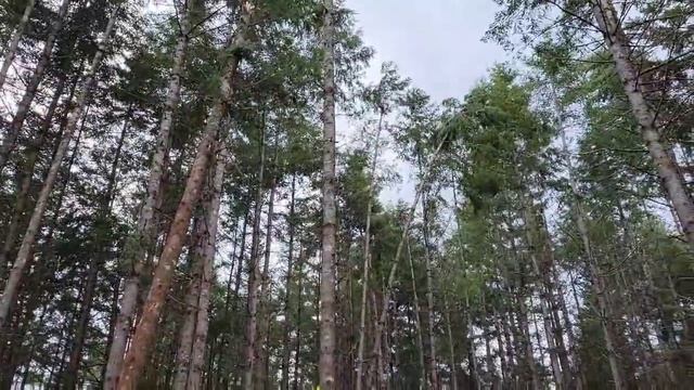 Как выровнять дерево!?! смотреть онлайн