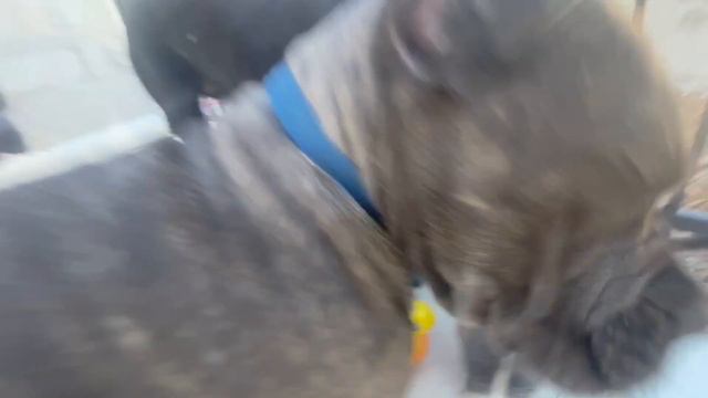 Introducing PITBULL Puppy to my CANE CORSO PACK! смотреть онлайн
