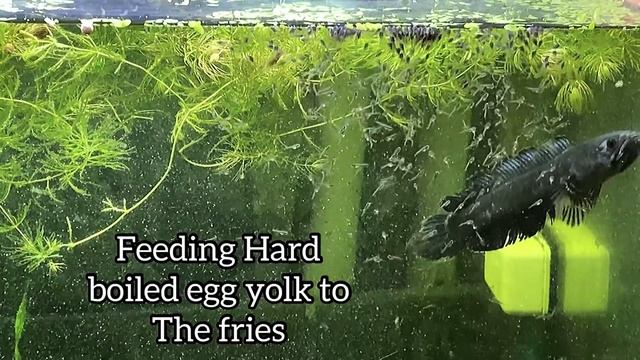 Ultimate Guide to Breed Channa Gachua/Limbata (dwarf snakehead) in an aquarium with Update on Fries смотреть онлайн