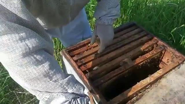 Покупаем отводки среднерусская пчела. Орловская обл. смотреть онлайн