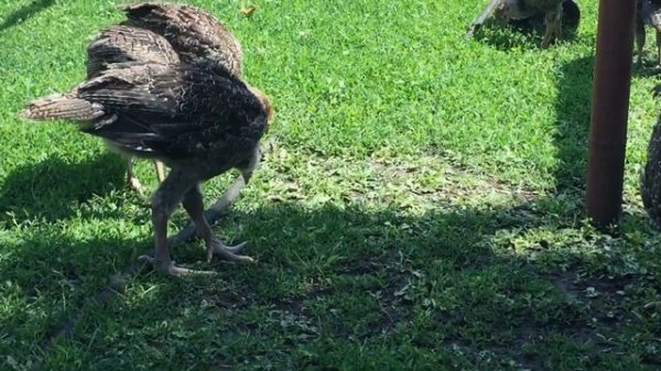 Cartier Hendrix Genetics ( она же бронза 708) - эксперимент