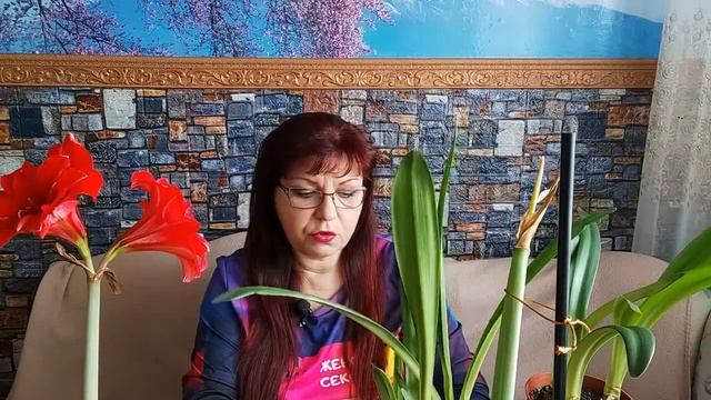 ГИППЕАСТРУМ (АМАРИЛЛИС) ПОСЛЕ ЦВЕТЕНИЯ. смотреть онлайн