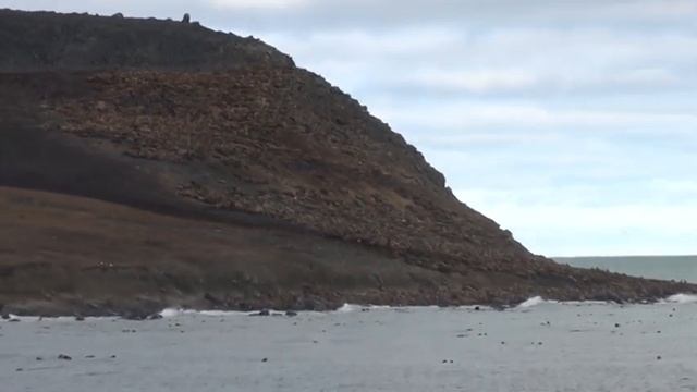 Чукотка лежбище моржей на право смотреть онлайн