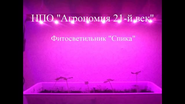 Светильник фитосветодиодный для растений на подоконнике «Спика», гарантийное обслуживание - 1 год смотреть онлайн