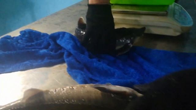 Жизнь продолжается ,в узв рыбка растёт. смотреть онлайн