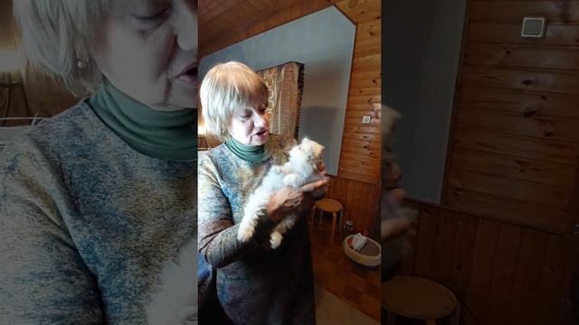 Питомник Домино Меджик.Помет от 09 ноября 2022г.Котенок Уильям Ларс Д.М. смотреть онлайн
