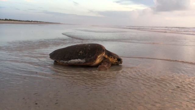 Sea Turtle Going Back into The Ocean смотреть онлайн