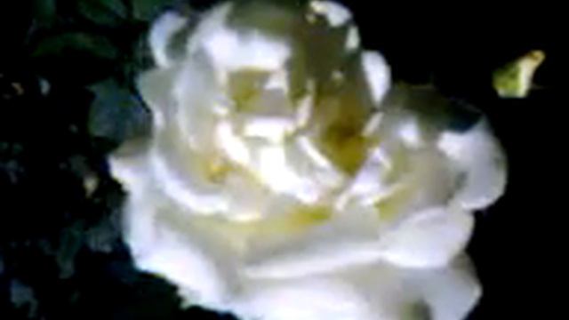 White Rose Plant is a Scientific Plant used in Interior decoration of Room смотреть онлайн