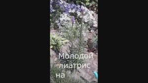 Лиатрис из пакета. Разве что-то получится #22