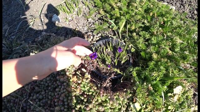 Переделка клумбы. Что посадить у крыльца. +15 под Анапой в Масленицу смотреть онлайн