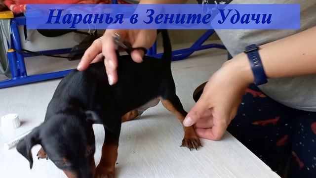 Щенки цвергпинчера, стрижка когтей, дегельминтизация / Pinscher puppies, claw cutting, deworming смотреть онлайн