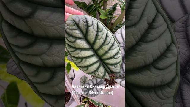 Алоказия Сильвер Драгон (Alocasia Silver Dragon). смотреть онлайн