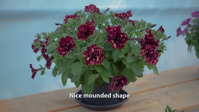 SPLASH DANCE™ Petunia Series!