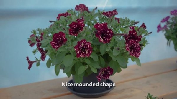 SPLASH DANCE™ petunia series!