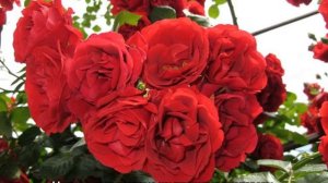 Роза Симпатия (Sympathie) — описание сорта