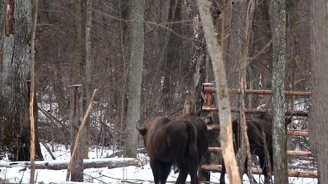 Выпуск зубров, видео смотреть онлайн