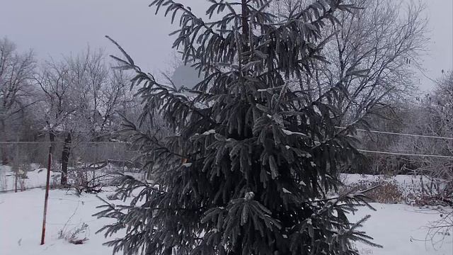 Елка возле дома моего чем ее украсить смотреть онлайн