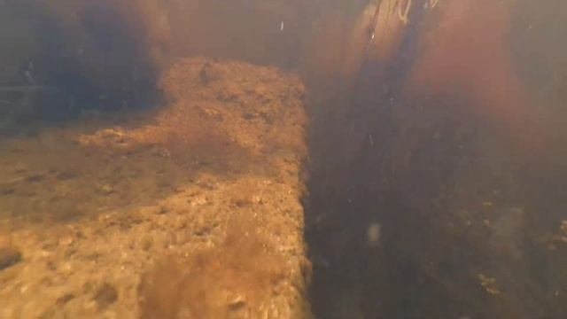 дафния , в пруду. Самый лучший корм для рыбы. Естественный корм . смотреть онлайн