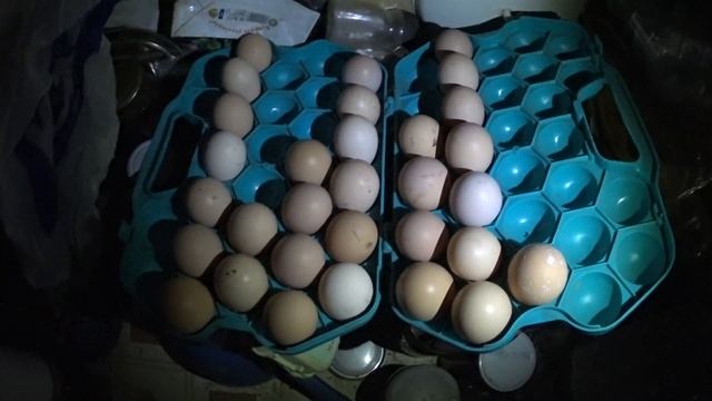 Как собирать яйца под наседку или инкубатор смотреть онлайн