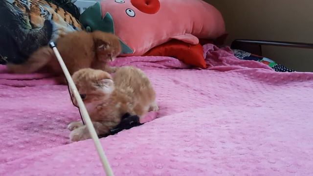 вислоухие котята Краснодар хайленд фолд и скотиш фолд смотреть онлайн