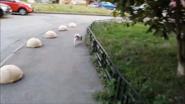 Собачка ПУЛЯ. смотреть онлайн