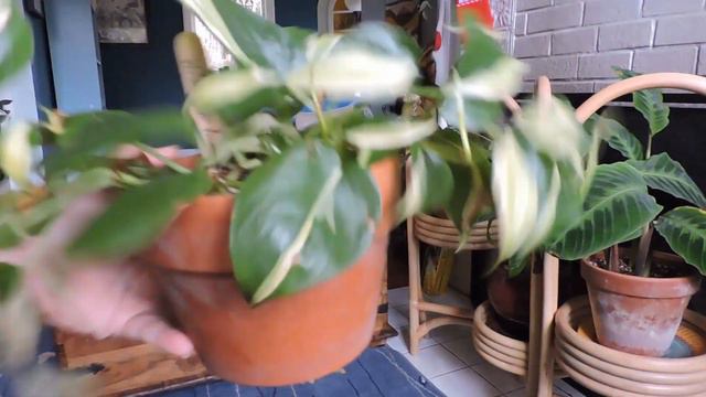 Plant Focus: Philodendron Brasil VS Philodendron Rio Sport