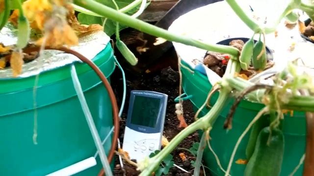 Огурцы на гидропонике в тепице смотреть онлайн