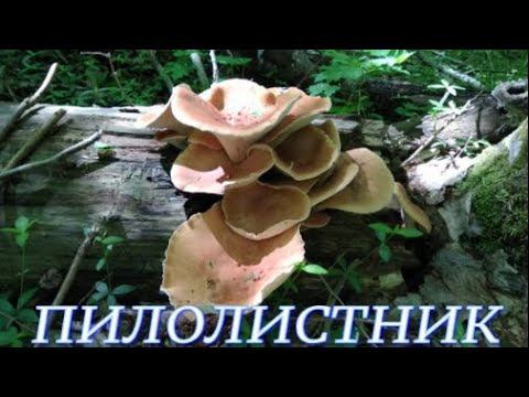 №599/ ВОСПОМИНАНИЯ !!! Прогулка в весенний лес по грибы