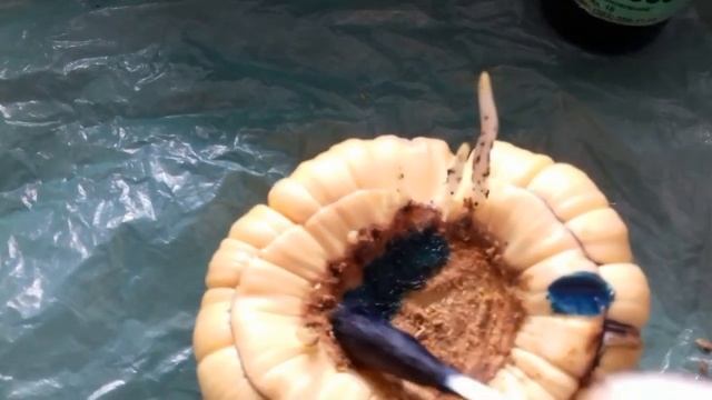 Гладиолусы. Когда доставать луковицы . смотреть онлайн