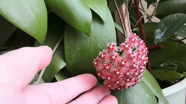 Цветут хойи?Hoya sp. Ovalau Island.Pubicalyx "Pink Dragon". Erythrina.Mindorensis. Purpureofusca. смотреть онлайн