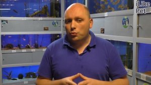 Аквариумная рыбка петушок. Особенности. Уход.