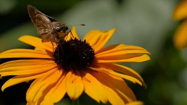 Rudbeckia fulgida with Pollinators смотреть онлайн