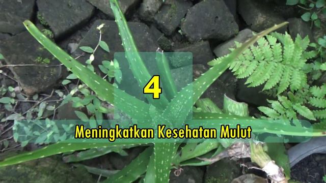 ALOE VERA │BENEFITED SINCE THE TIME OF THE EGYPTIAN Pharaoh│HE IS THE ALOE VERA, #aloevera, #top, смотреть онлайн