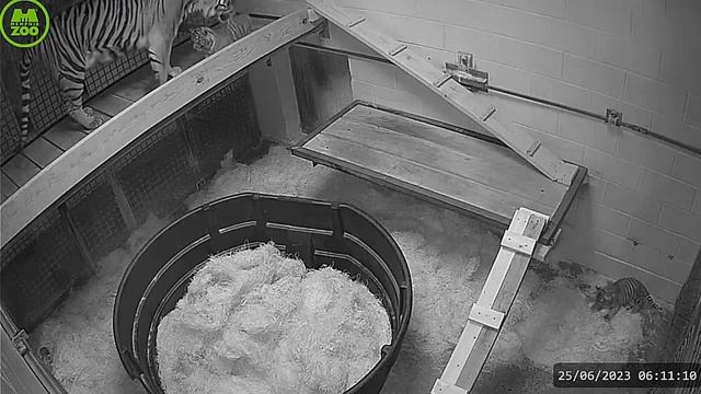 Другого тигренка мама сняла с верху вниз#Memphis Zoo смотреть онлайн