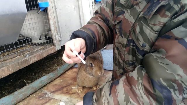 Ушной клещ у кроликов - лечение смотреть онлайн