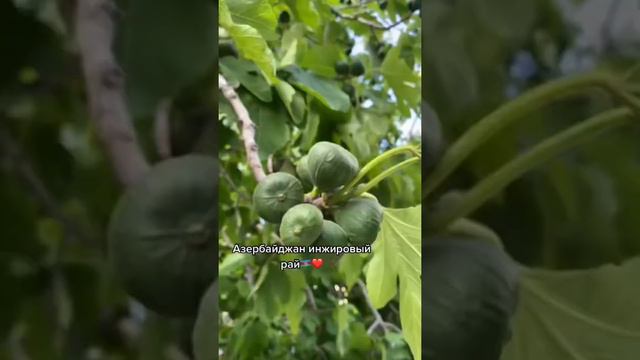 Любите инжир?! #Азербайджан #Баку смотреть онлайн