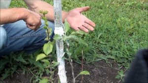 Прививка мостиком. sadovymir.ru