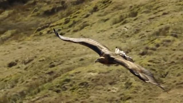 Урок 57. Двуглавый Орёл и Небесная Империя. Русская Школа Русского Языка смотреть онлайн