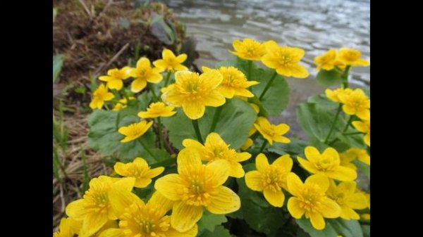 Магические свойства гороха лесного, жасмина. Урок №5