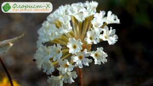 ? Выращивание вербены из семян: стратификация и посев вербены на рассаду