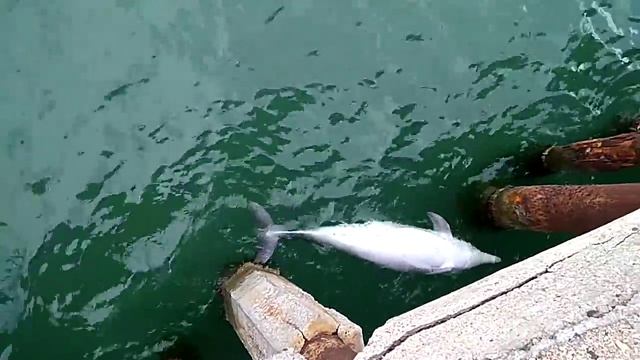 МЕРТВЫЙ ДЕЛЬФИН У БЕРЕГА, КОКТЕБЕЛЬ.