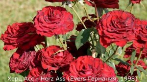 Лидеры продаж. Пять сортов чайно гибридных роз.