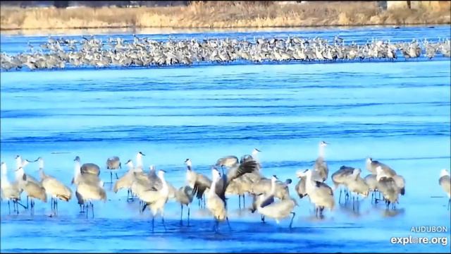 Журавли река Platte США 06032020 смотреть онлайн