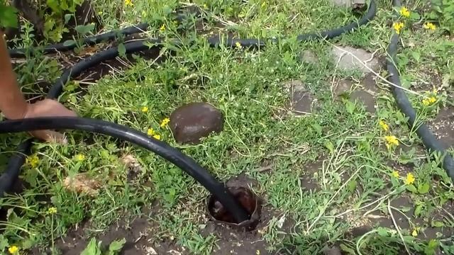 Полив перед цветением виноградных кустов.